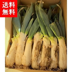 本場 群馬県富岡産 下仁田ねぎ