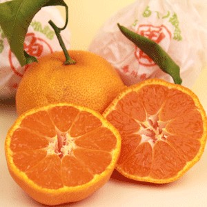 ߴޤߤ
<br>դ롼ʪ