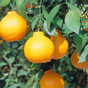 ϪϺ ܥǥݥ L