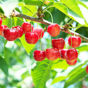 限定30箱のみ! 希少なさくらんぼ 紅てまり