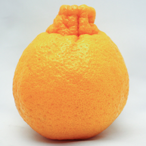 ʡֻǥݥ