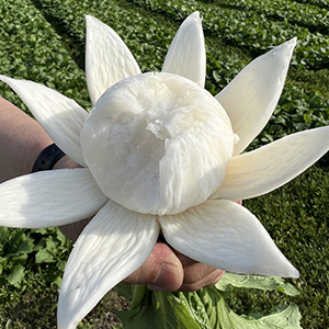 野辺地葉つきこかぶ