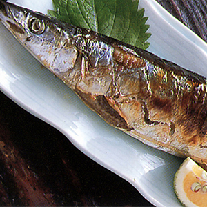 北海道根室・釧路　お刺身でも食べられる 秋刀魚