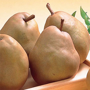 ŷƸ
<br> 顦ե