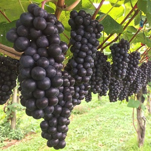 100åȸ
<br>ĿĮ塼٥