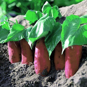 ���縩����Ի�<br>�ʤ�ȶ�� Τ�ह��