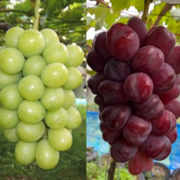 JA������������<br>��¢ ���㥤��ޥ����åȡ��ٻΤε���