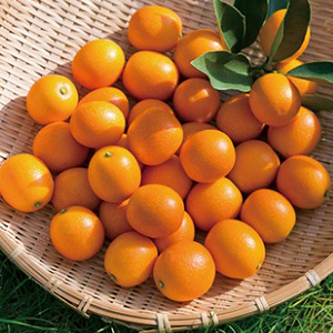 ���崰�Ϥ��󤫤󡡲����®�ʤ����ͤޤ��