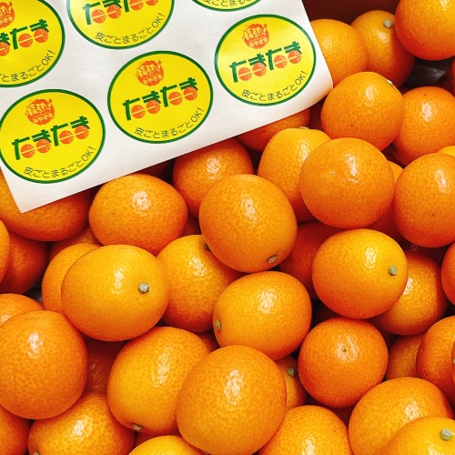 �ܺ긩�� ���϶ⴻ�֤��ޤ��ޡ�