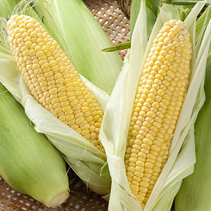 �Ŀ����Ȥ�������� �֤���