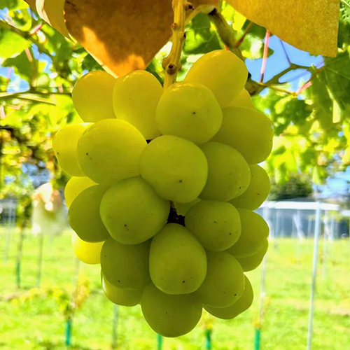 4���ܤˤ��Ϥ���<br>�˥塼�������ɻ� ͺ��