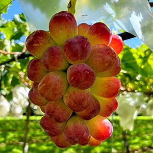 4���ܤˤ��Ϥ���<br>�˥塼�������ɻ� <br>�Х�����åȥ���