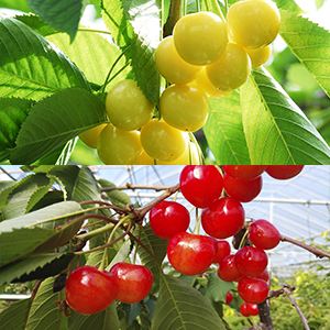 �綶�������ܱ�<br>�������ܵͤ��碌���å�<br>��ӎ���ƣ��