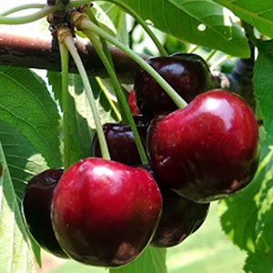 ����������������<br>�Ȥ��䤫