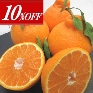 10��OFF<br>���ܻ� ��¢ ���β�