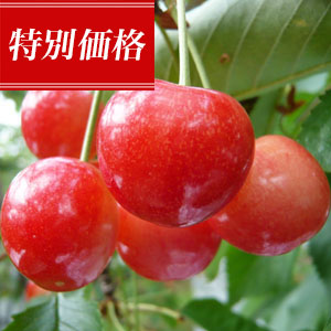 ���ָ������̲���<br>�������Ϲ��� Ϫ�Ϻ��� ��ƣ��
