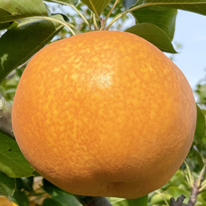 Ļ�踩������������